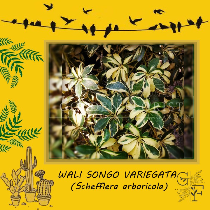 TANAMAN HIAS WALI SONGO VARIEGATA