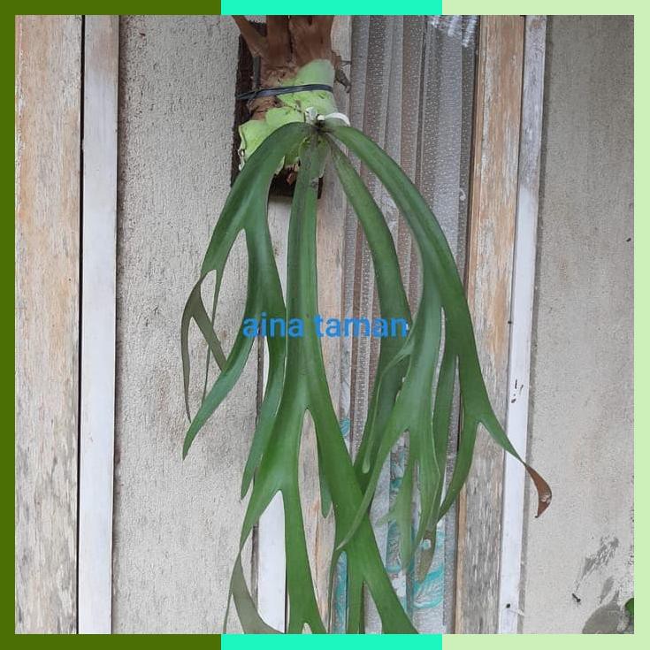 Kadaka Tanduk Rusatanaman Kadaka Tanduk Rusa Tanaman Tempel