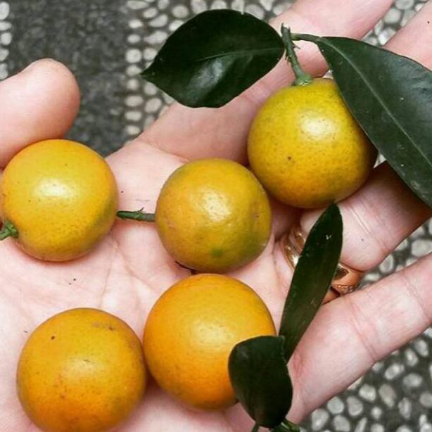 Bibit Jeruk Lemon cui/Monde