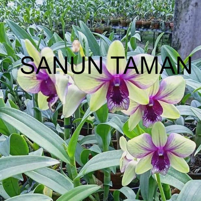 Anggrek Dendrobium Dewasa Green X Madam Viva Dewasa Siap Spike