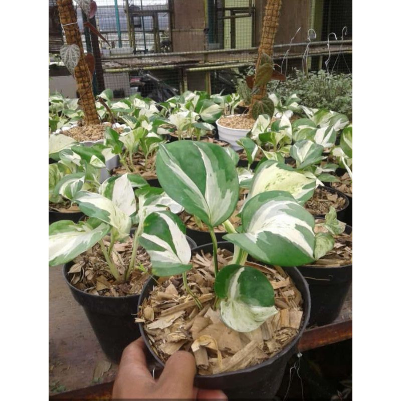 sirih gading MANJULA ORIGINAL epipremnum manjula