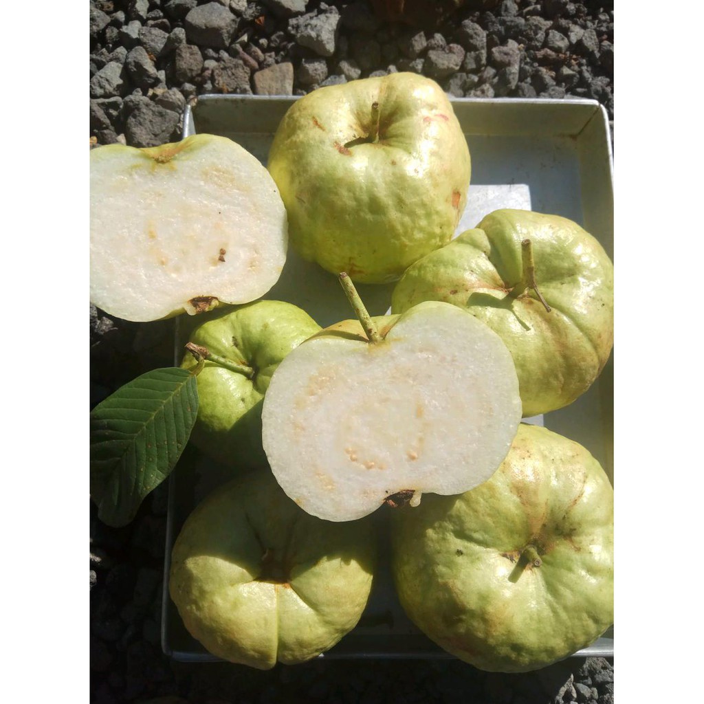 UK1 BIBIT FRESH CANGKOK JAMBU SIUMIK PALA BIBIT CANGKOK JAMBU SIUMIK PALA BIBIT JAMBU SIUMIK PALA