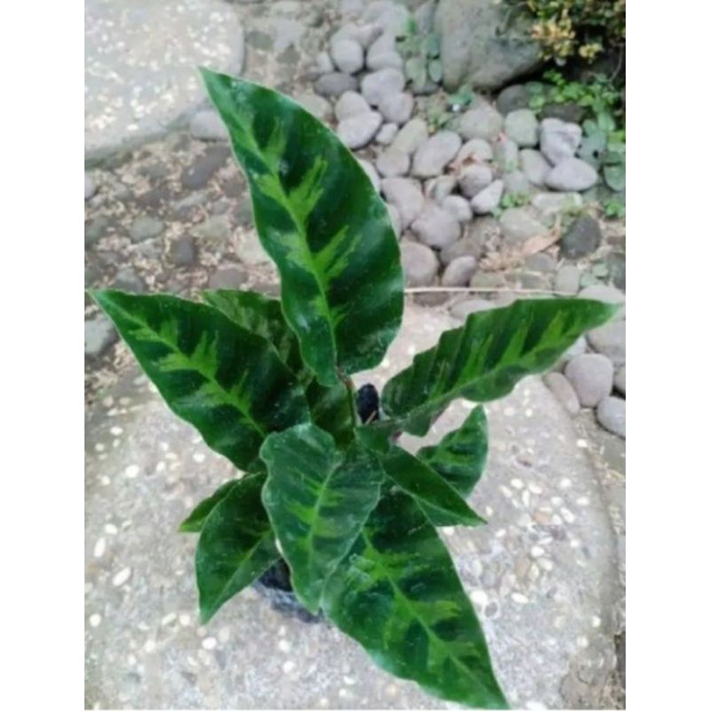 Калатея Луизы (Calathea louisae