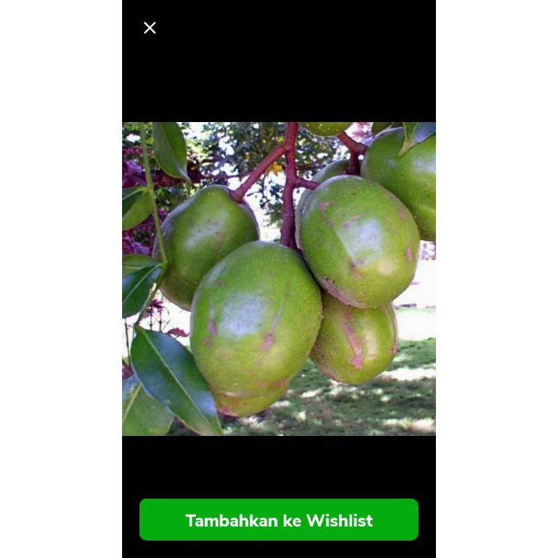 bibit kedondong karimun super jumbo