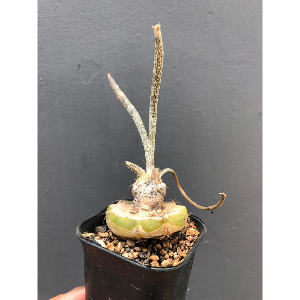 Tanaman Hias Unik Kaktus Astrophytum Caput Medusae