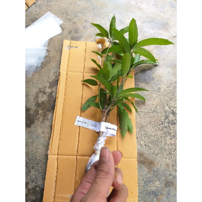 Termurah Berkuwalitas Bibit Mangga Kombinasi (1 Pohon Bisa Berbuah 2 Jenis Mangga) Bibit