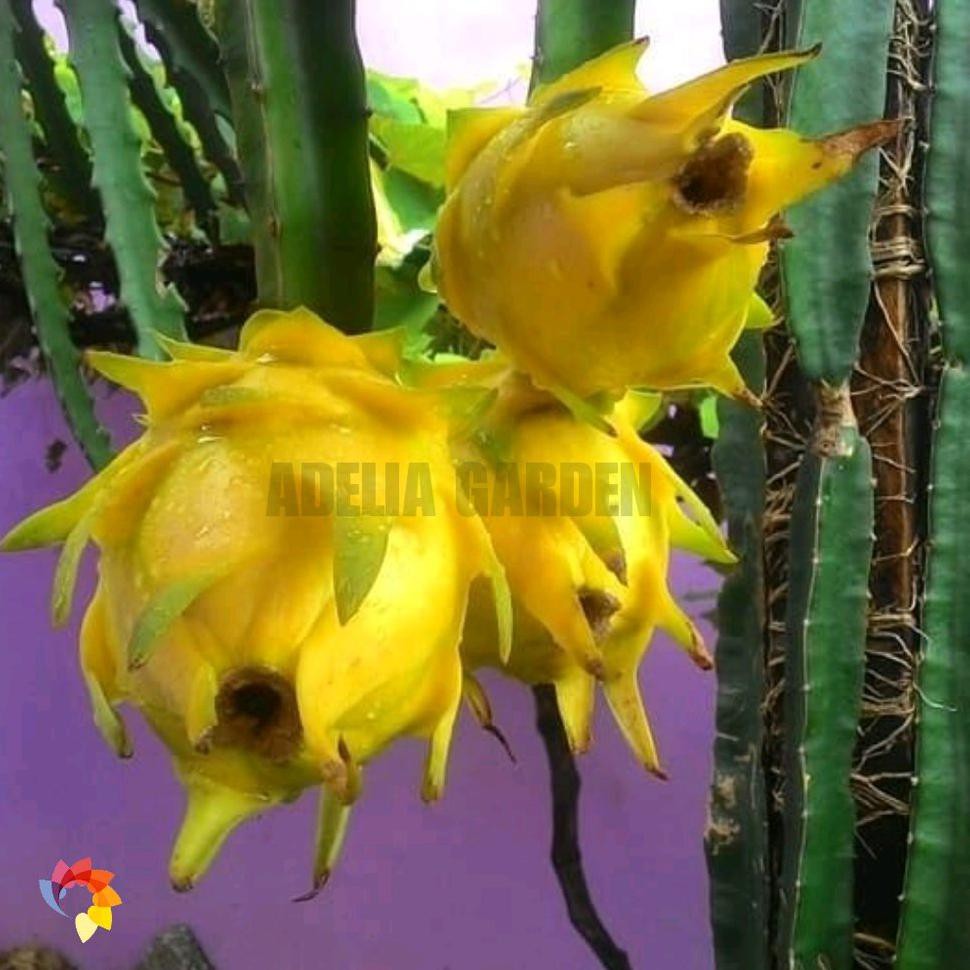 Tanaman Hidup Tanaman Golden Dragon Fruit - Bibit Buah Naga Kuning Tanpa Duri @_$