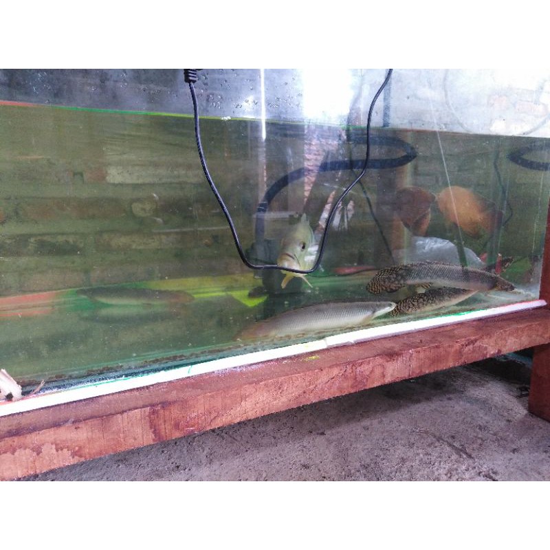 

ikan Palmas