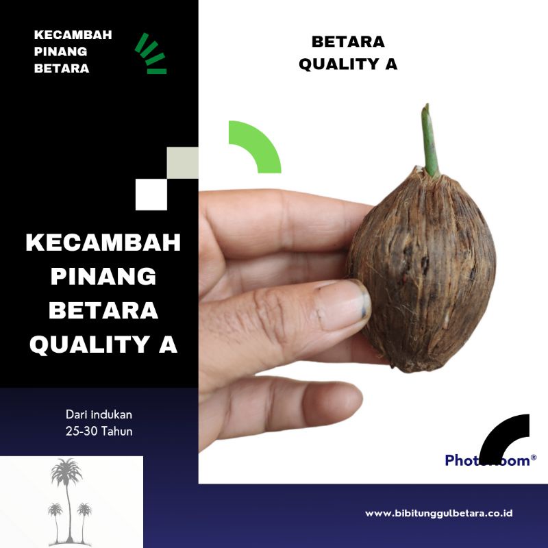 Kecambah Pinang Betara jambi Quality A