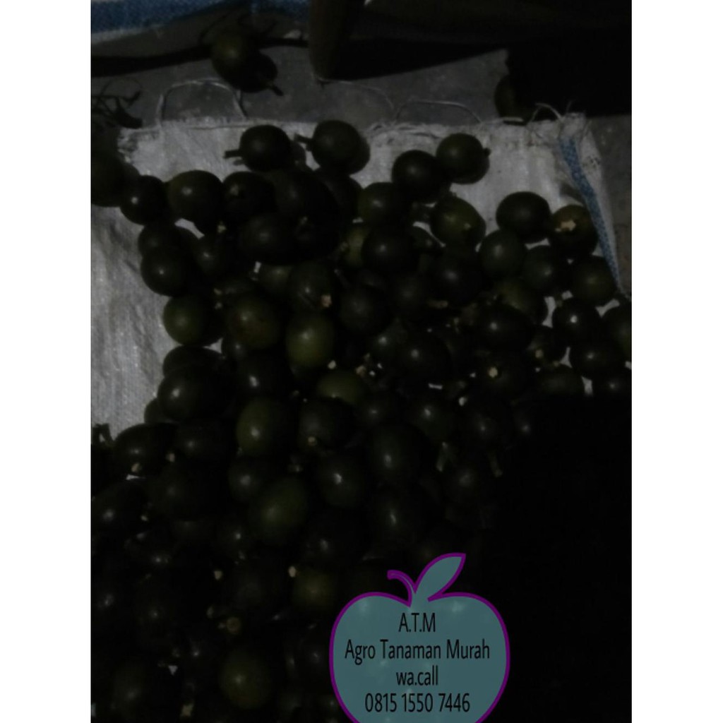 

Pjr Biji Palem Bismak