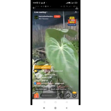 anthurium magnificum norte