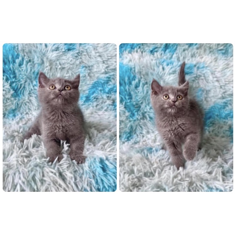 kucing british shorthair