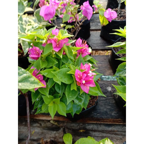 Bougenville Singapura bonsai terlaris