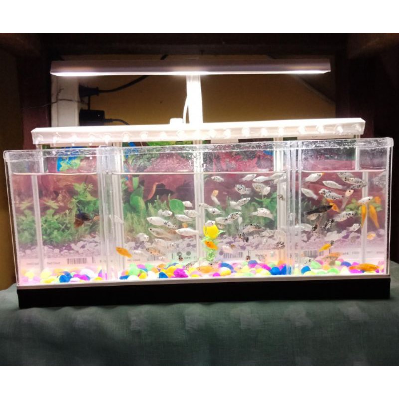 Aquarium Mini Akrilik Dobel Skat 4Tank/Pipa PVC Air Mancur / Aquarium Ikan Cupang Rak Aquascape