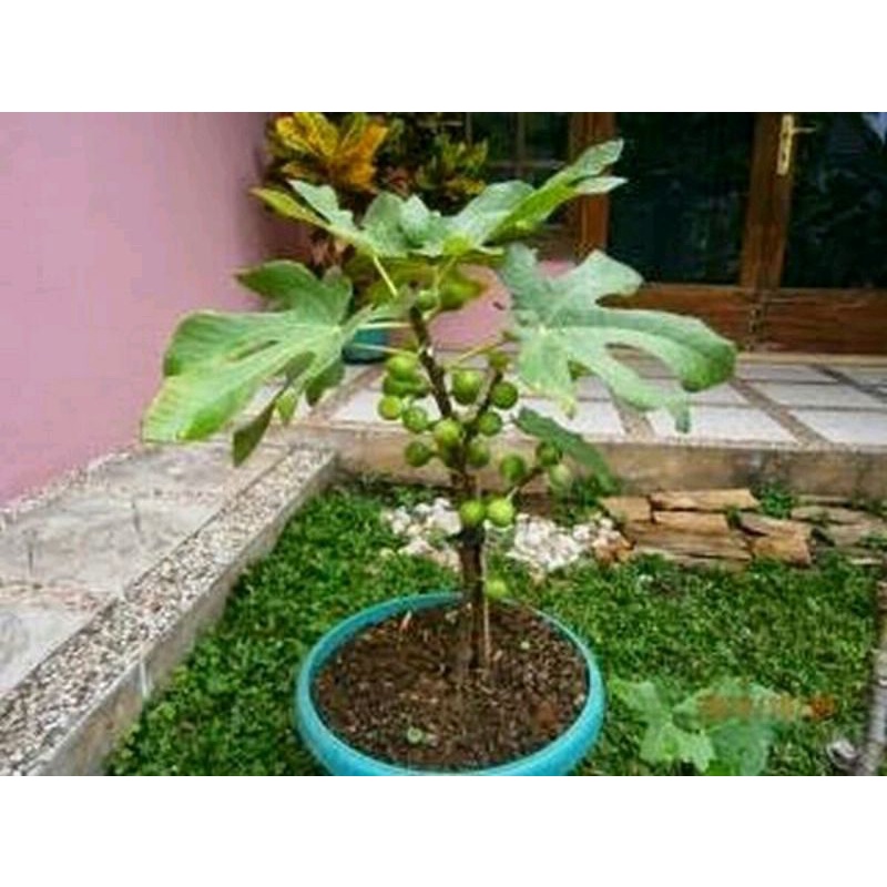 BIBIT POHON BUAH TIN IMPORT TERMANIS