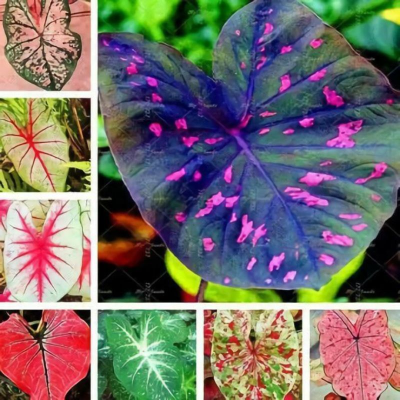 Bibit Benih Biji Caladium Keladi Tanaman Hias 8 Jenis Mixed Import