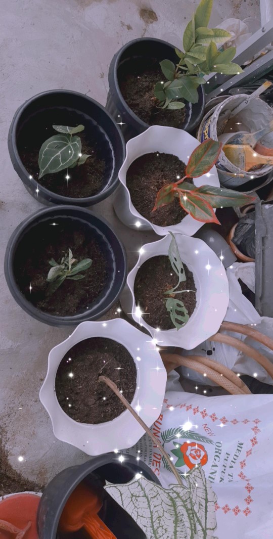 Tanaman Hias Bunga Asoka