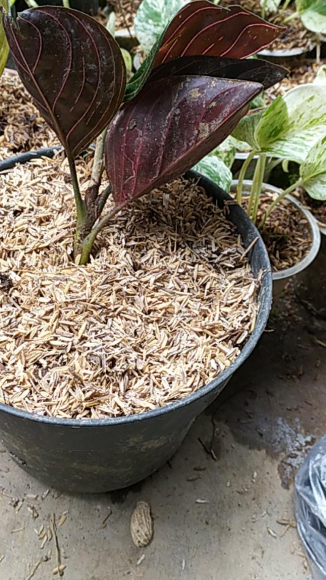  Aglonema  rotundum  aceh  super aglonema  sumatra seroja 