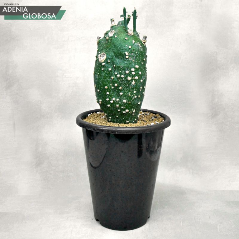Adenia Globosa (Tanaman Caudex)