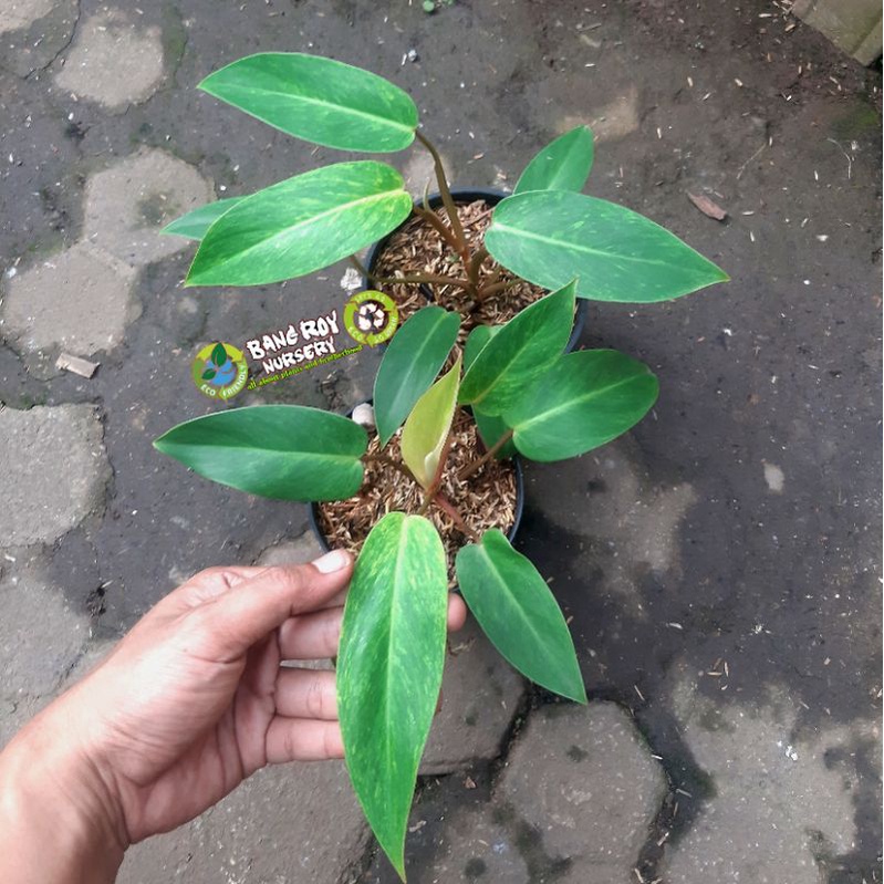 philodendron painted lady