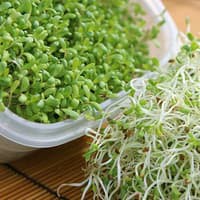 100+ Benih Bibit Biji - Rumput Alfalfa Grass (Medicago sativa) ORIGINAL - IMPORT