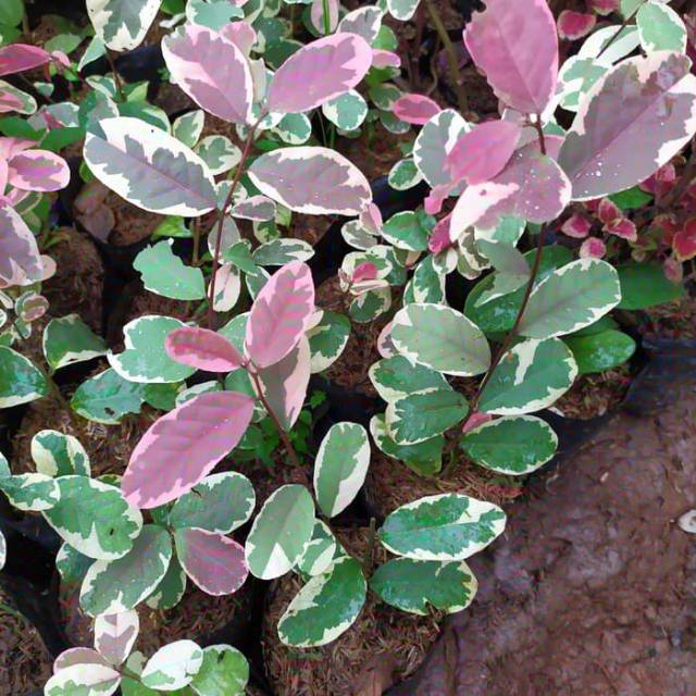 tanaman breynia nivosa/pohon peneduh/tanaman pagar/Tanaman Pretty Pink Varigata