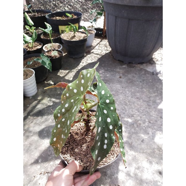 TANAMAN HIAS BEGONIA POLKADOT