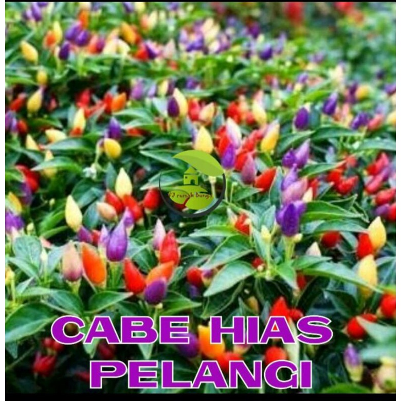 benih bibit pohon cabe pelangi