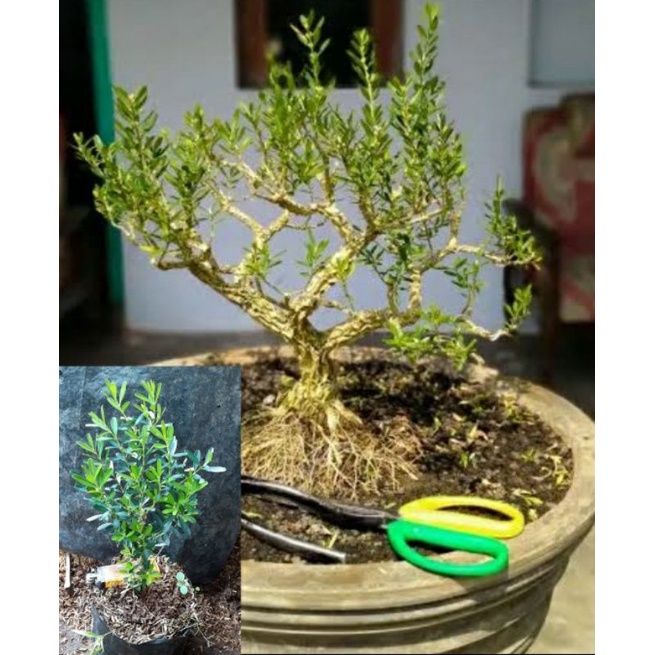 Bonsai Boxus bahan bonsai Boxus Mame