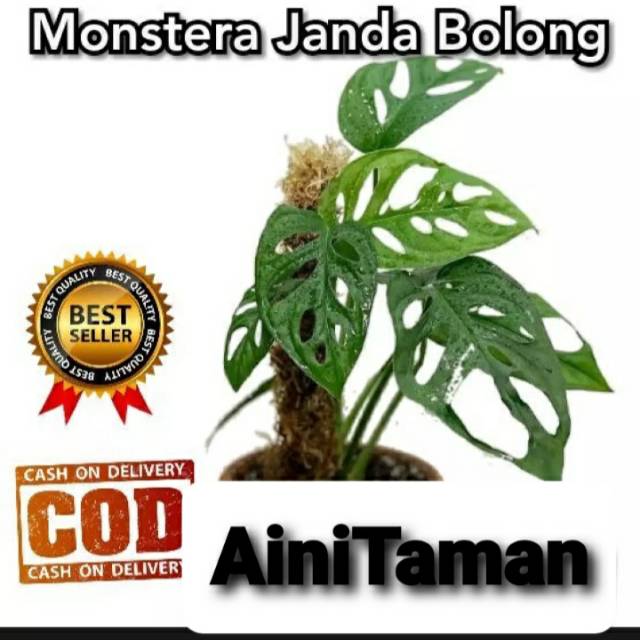 Monstera Janda Bolong - Janda Bolong - Tanaman Hias Janda Bolong Murah