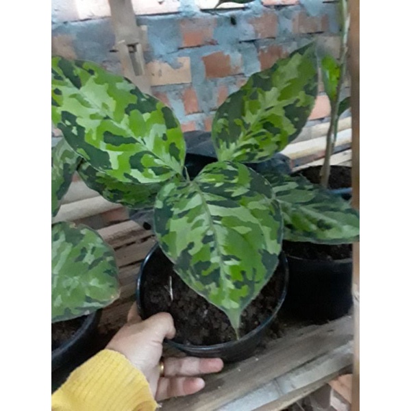 tanaman pictum tricolor remaja,aglonema militer,keladi tentara