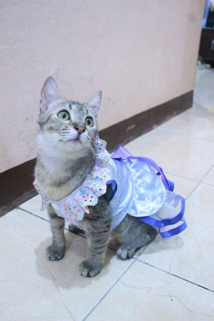 Dress biru satin motif lucu untuk kucing dan anjing size S M L XL