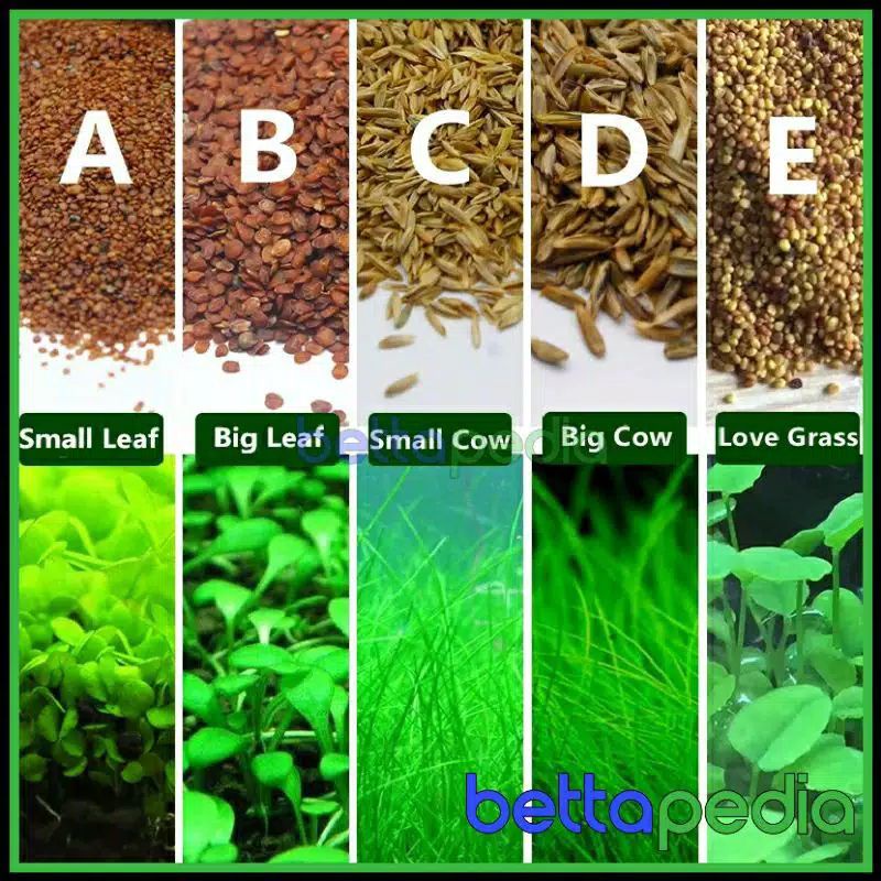 Bibit Rumput Tanaman Aquascape Karpet Hias Dekorasi Aquarium Berkualitas Hiasan Akuarium