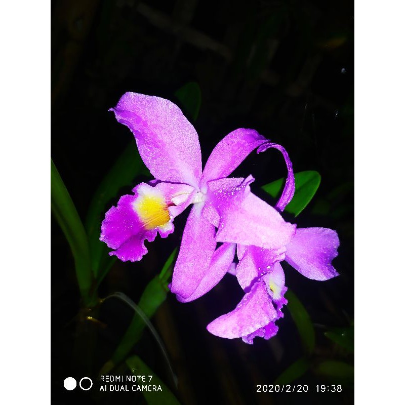 Anggrek Cattleya Mantini Dewas