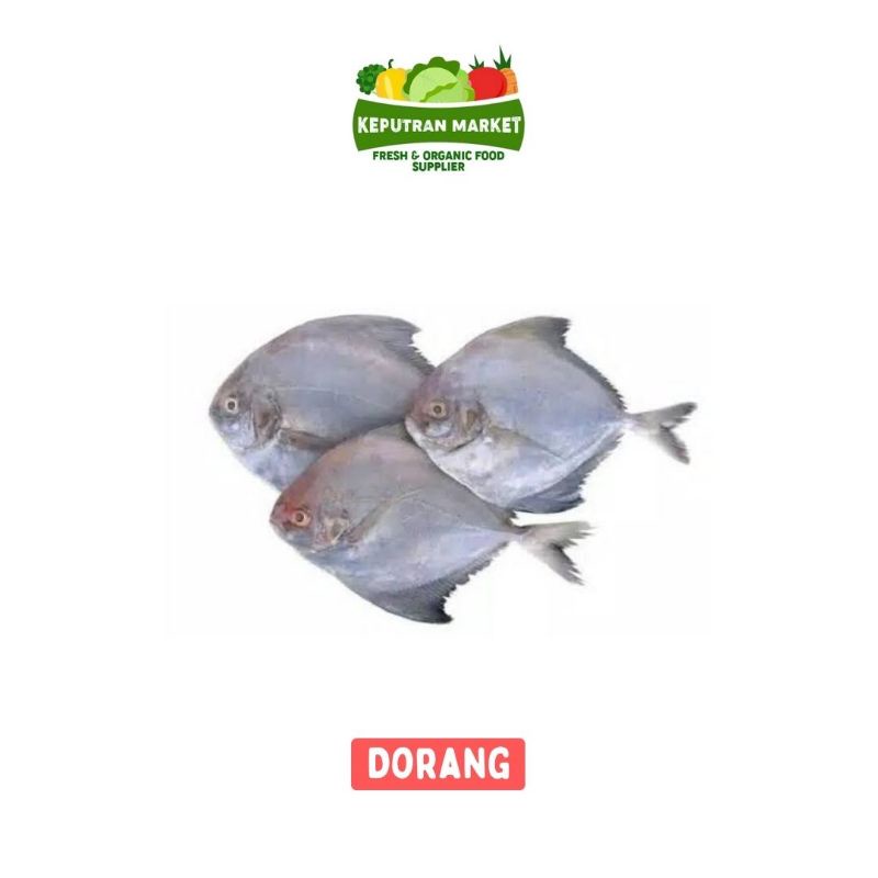 

Ikan Dorang Per Kg / Ikan Segar