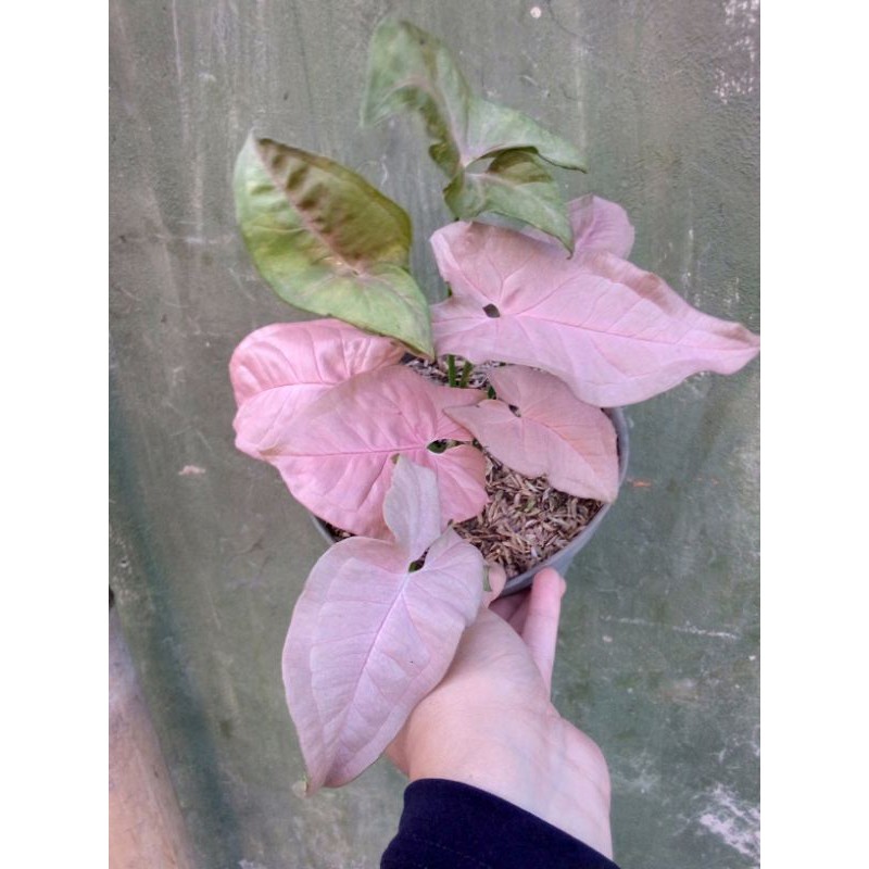 tanaman hias syngonium pink/syngonium robusta