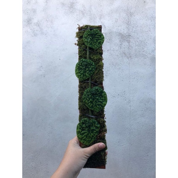 Scindapsus Snake Scale