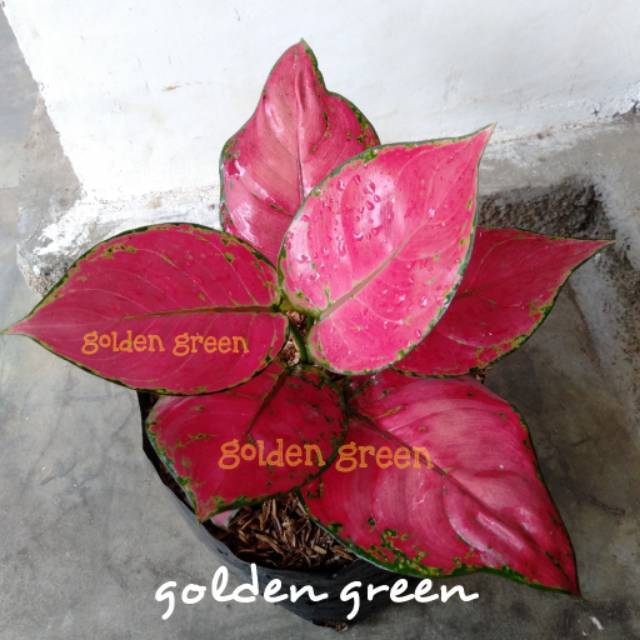 Aglonema Red Anjamani / Aglonema Red Anja tanian lokal