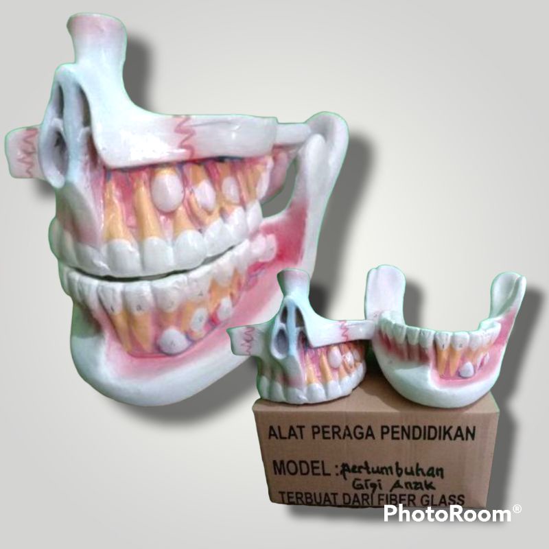 

Torso model gigi pertumbuhan gigi anak alat edukasi pembelajaran praktek IPA biologi