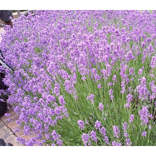 Benih-Bibit Bunga Lavender Mustead (Haira Seed)