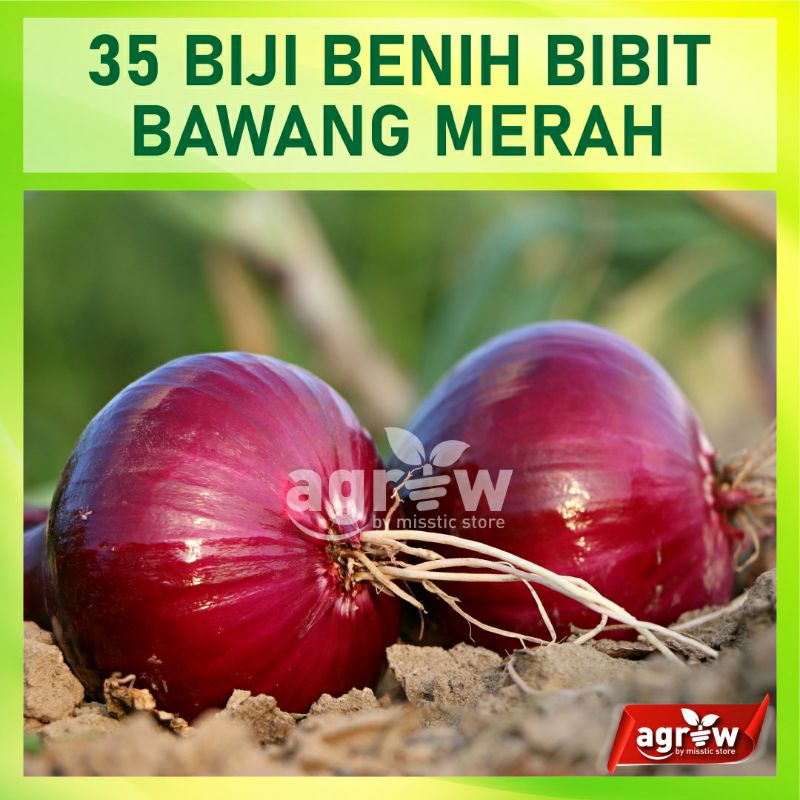 35 Benih Bawang Merah Lokananta Cap Panah Merah - Bibit Tanaman Sayur