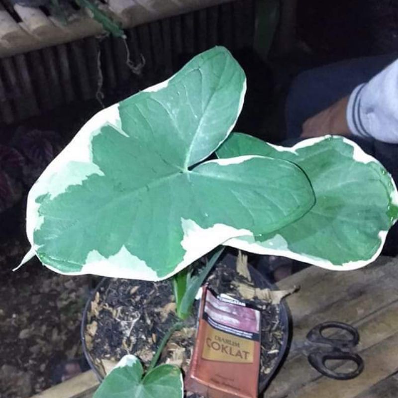 jenis tanaman hias keladi kantongsemar