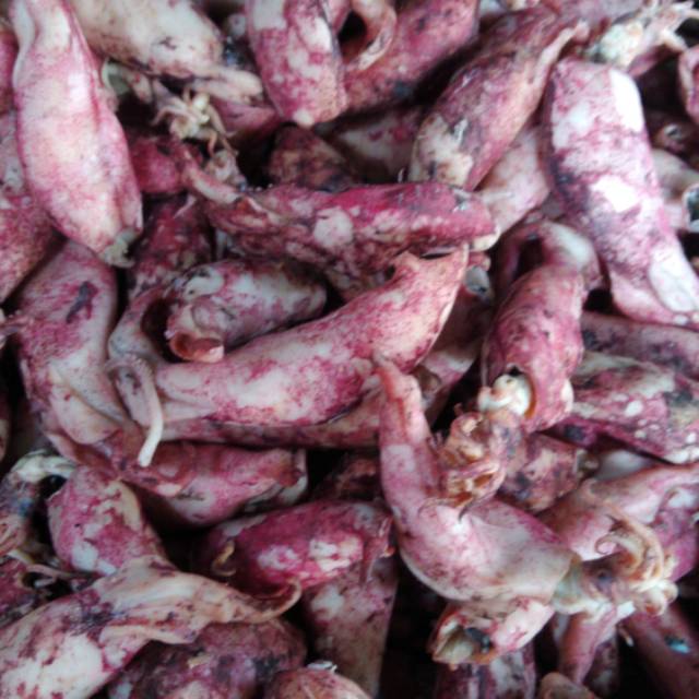 

CUMI ASIN ISI TELUR 500GRAM