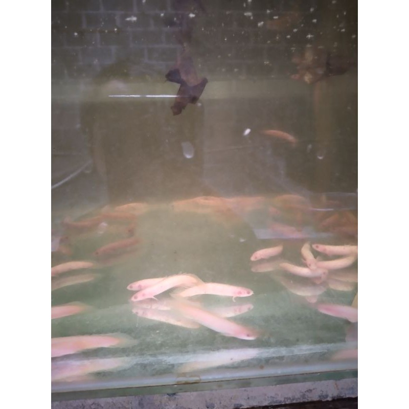 ikan palmas albino