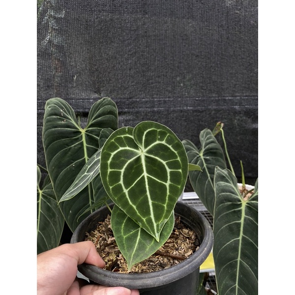 anthurium clarinervium