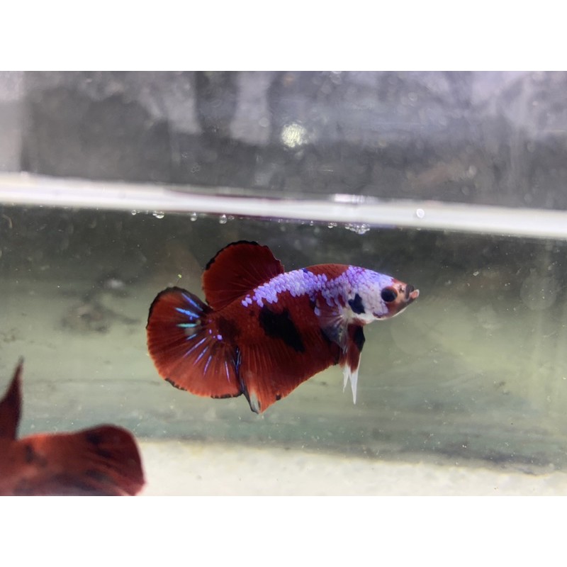 

ikan cupang red koi