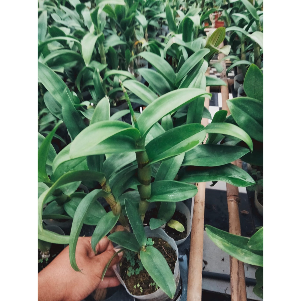 dendrobium besar spike