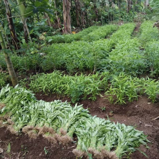 500 Biji - Benih Kangkung DAUN SEDANG