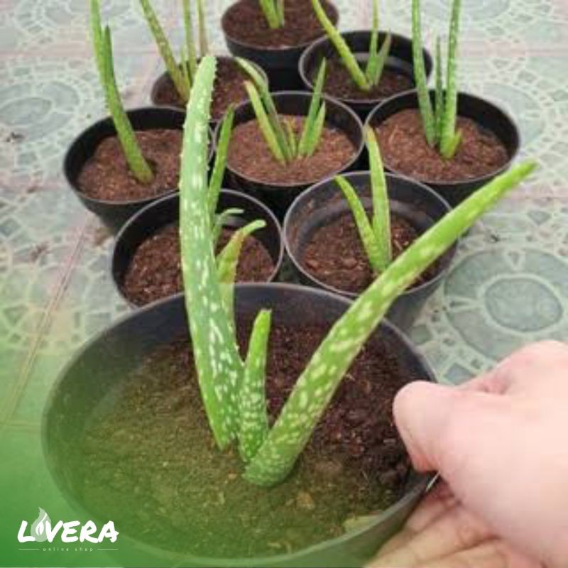 Bibit Tanaman Lidah Buaya JUMBO Sinensis (±30cm)-2