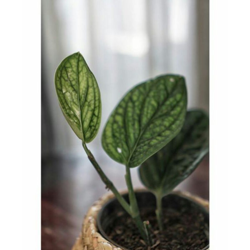 tanaman hias sirih badak - sirih badak - tanaman gantung sirih badak